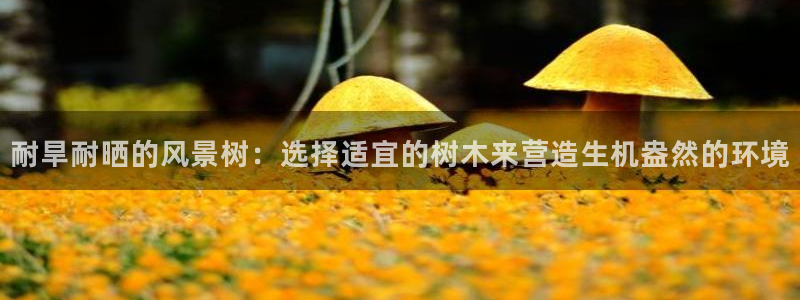 新宝gg是新宝几