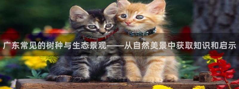 新宝gg指定平台