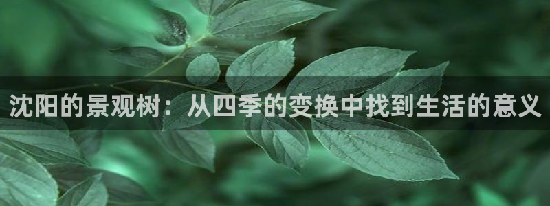 新宝哥gg：沈阳的景观树：从四季的变换中找到生活的意义