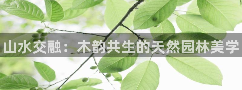 新宝gg什么