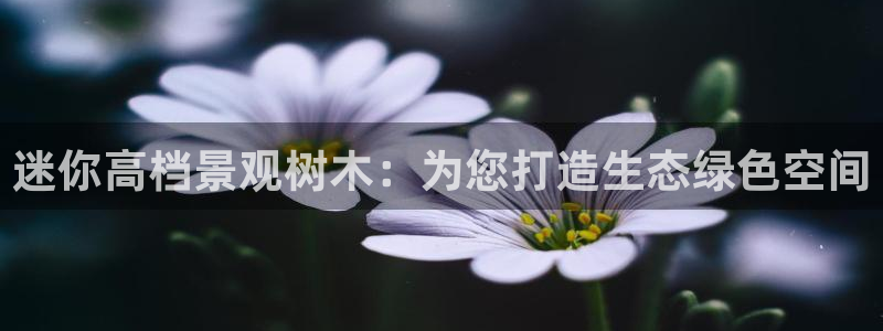 新宝gg合作