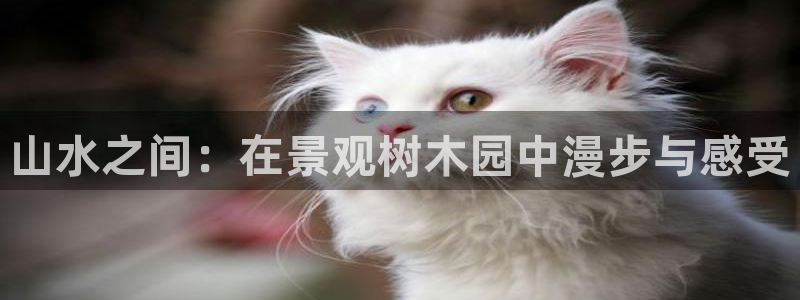 新宝gg维护