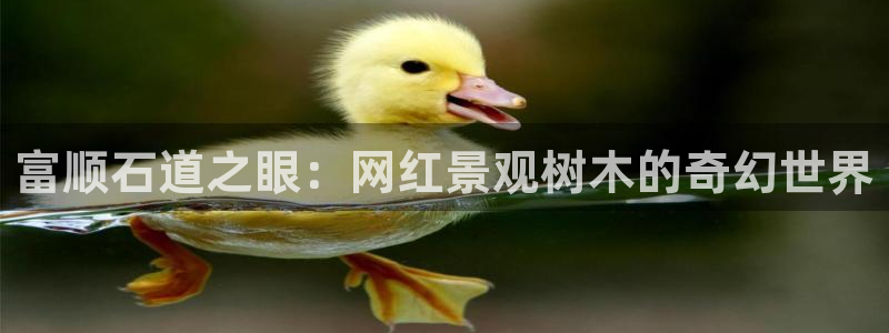 新宝gg登录新：富顺石道之眼：网红景观树木的奇幻世界