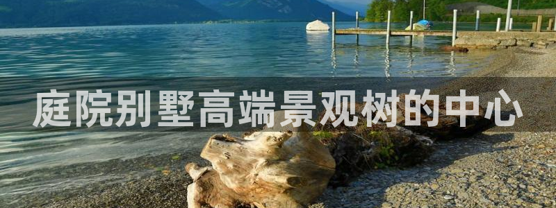 怎么代理新宝gg：庭院别墅高端景观树的中心