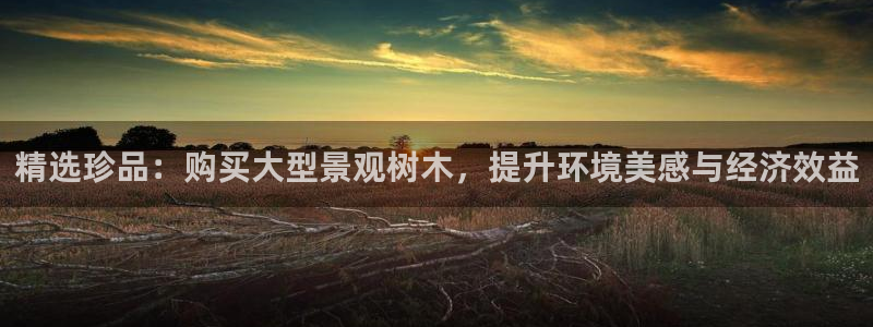 新宝gg龙虎规则