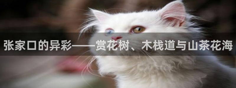 新宝gg 创造奇迹