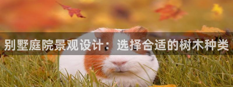 新宝gg游戏平台