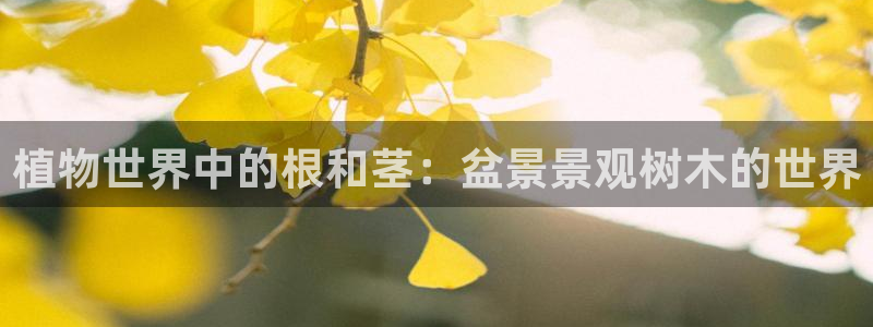 新宝gg新宝5：植物世界中的根和茎：盆景景观树木的世界