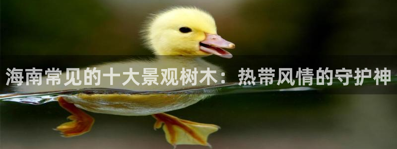 新宝GG最高返点多少