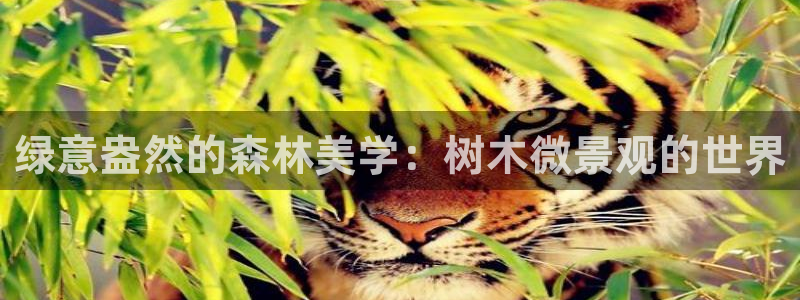 新宝gg待遇