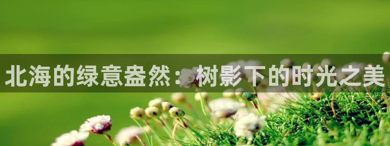 新宝GG玩家：北海的绿意盎然：树影下的时光之美