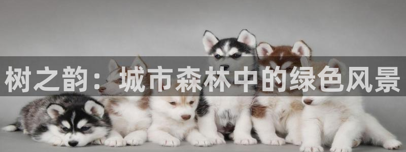 新宝GG绿色