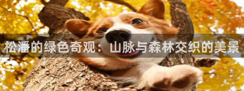 新宝gg挂机app
