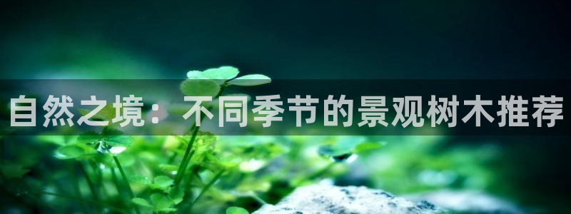 新宝GG亚洲