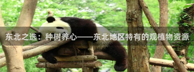 新宝GG以355051：东北之选：种树养心——东北地区特有的观植物资源