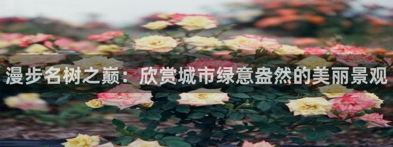 新宝gg客户登录：漫步名树之巅：欣赏城市绿意盎然的美丽景观